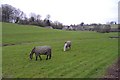 Grazing horses