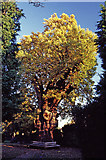 TQ2993 : Minchenden Oak, Garden of Remembrance, Waterfall Road, N14. by Christine Matthews