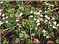 Snowdrops (Galanthus nivalis)