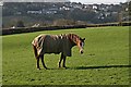 Horse near Goodmansleigh