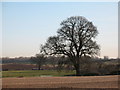 Farmland with mature trees at Feedale Farm