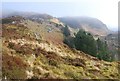 NR9393 : Misty hillside by Patrick Mackie