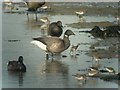 SU4905 : Ringed Brent Geese by Hugh Venables