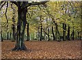 Autumn beech trees, Sefton Park