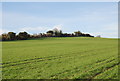 Downland near Alvediston