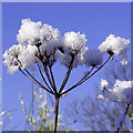 Snowy umbellifer