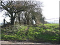 Bridleway to Rye Hill Farm