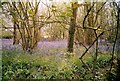 Bluebells in The Holm Bushes, Bailey Ridge, near Leigh