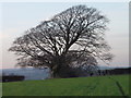 Magnificent Oak