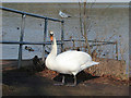 Swan in Thornton Reservoir carpark