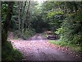 SX4569 : Track through Maddacleave Woods by Tony Atkin