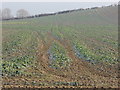 Frost lingers on crops