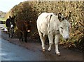 Trio of  Donkeys