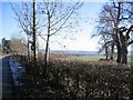 Tree Line near Tattenhall