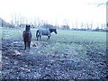 Two horses in a field