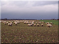 Sheep grazing on turnips by the A360