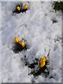 Crocuses in the snow