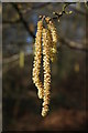 Catkins in Coldridge Wood