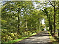 Lane outside Maesbach Caravan & Camping Park