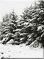 NT7262 : Snow laden spruce, Brown Law by Richard Webb