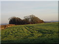 Clump near South Farm