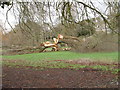 Storm Damaged Tree