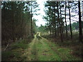 Track in Nelsonhill Wood