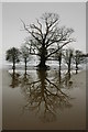 SO8843 : Winter trees mirrored in Croome River by Philip Halling