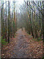 Footpath through Milldown Wood