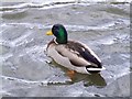 Mallard