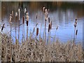 Gloucester Park (5) - bulrushes