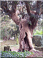 All Saints Church, Fifehead Neville - Hollow Yew Tree