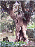 ST7611 : All Saints Church, Fifehead Neville - Hollow Yew Tree by Maigheach-gheal