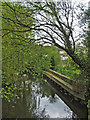 River at Mill Green, Hertfordshire