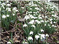 Snowdrops; close-up