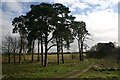TL9187 : East Wretham Heath Nature Reserve by Bob Jones