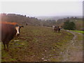 Cows and Mud