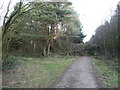 SK2962 : Farley Moor - Woodland Paths Meet at Fallen Tree by Alan Heardman