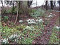 Snowdrops, Allanbank