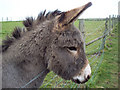 Resident at smallholding near Idmiston