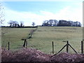 Hilltop plantation near Old Llanishen Farm