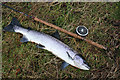 A typical salmon kelt from the Spey.