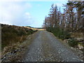 Kilcreggan- Barremman, Gare Loch Forestry Track