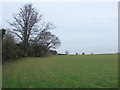 Wheat field by Lyehill Quarry