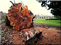 Fallen tree in the cemetery twixt Old Deer and Stuartfield