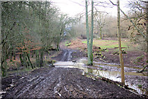 TQ5734 : A Muddy Crossing, Eridge Old Park by Robin Webster