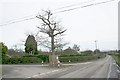 The Jubilee Tree