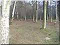 Picnic Site, Footland Wood