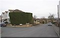 Giant hedge, Lands Lane, Guiseley