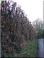 Hedge on Stream Lane